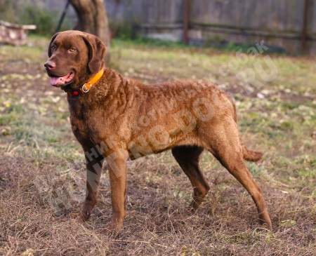 О породе Чесапик-бей-ретривер