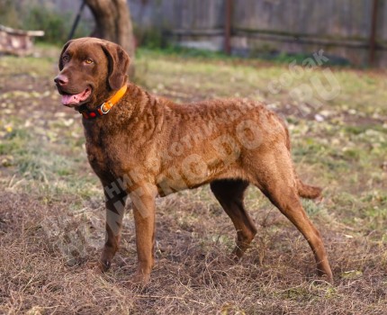Всё о породе Чесапик-бей-ретривер