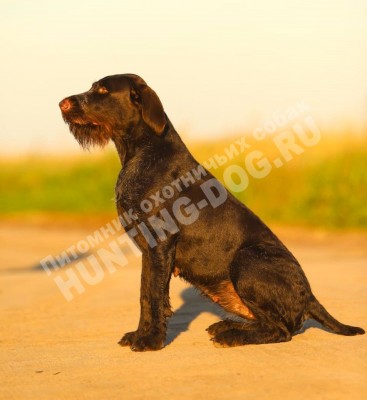 Мать Дакота вом Эфеус Хоф