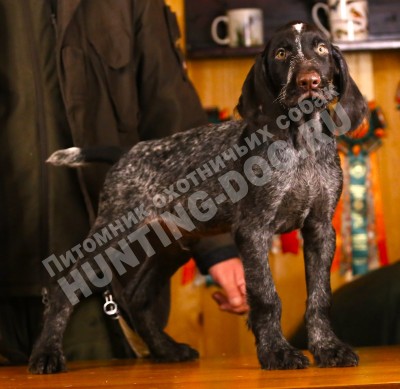 Продаётся элитный щенок дратхаара