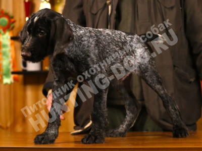 Продаётся элитный щенок дратхаара