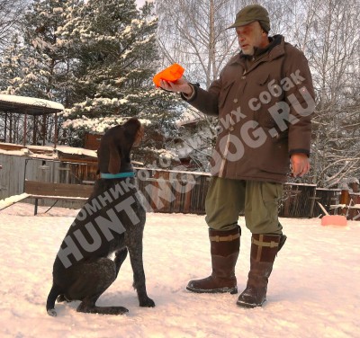 Дратхаар Алтай. Тренировки
