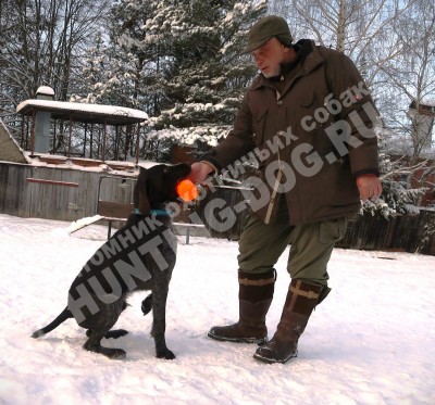 Дратхаар Алтай. Тренировки