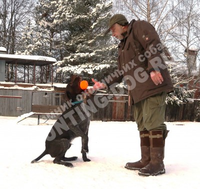 Дратхаар Алтай. Тренировки