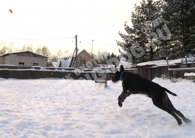 Дратхаар Алтай. Тренировки