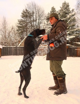 Дратхаар Алтай. Тренировки