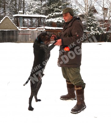 Дратхаар Алтай. Тренировки