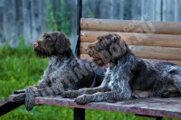 В прямом эфире “ОхотРадио” обсудили нюансы охоты с дратхаарами и курцхаарами