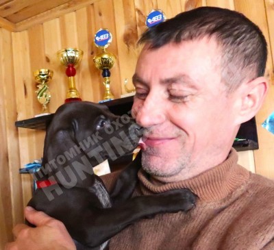 Щенок курцхаар Тайра