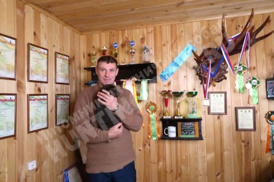 Щенок курцхаар Тайра