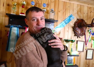 Щенок курцхаар Тайра