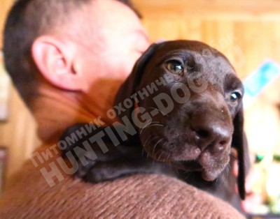 Щенок курцхаар Тайра