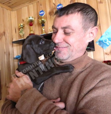 Щенок курцхаар Тайра