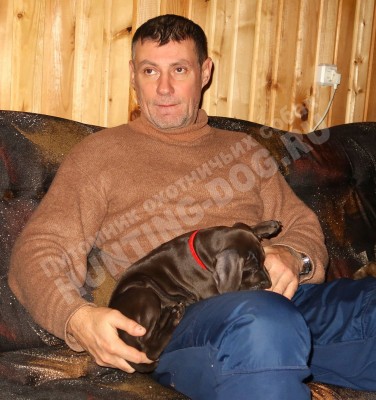 Щенок курцхаар Тайра