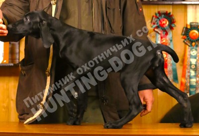 Черный щенок курцхаар Гера