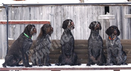 Прямой эфир о породах дратхаар и курцхаар: особенности, обучение и подготовка к охоте