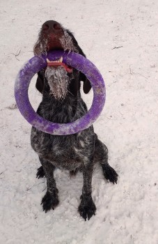 Дрессировка легавых собак. Курс апортировки