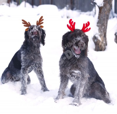 Новогодние дратхаары
