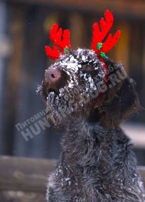 Новогодние дратхаары