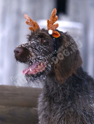 Новогодние дратхаары