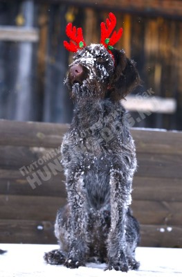 Новогодние дратхаары