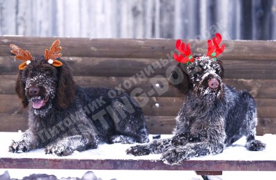 Новогодние дратхаары