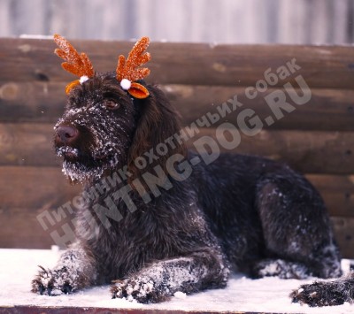 Новогодние дратхаары