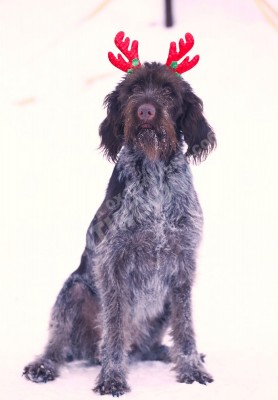 Новогодние дратхаары