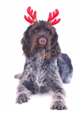 Новогодние дратхаары