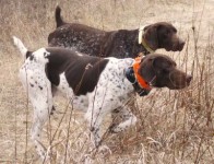 Натаска охотничьих собак