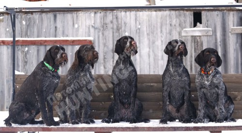 Собака под ключ