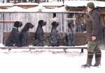 Дрессировка дратхааров в питомнике Hunting-dog