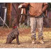 Дрессировка курцхаара Дрессировка курцхаара