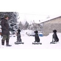 Дрессировка охотничьих собак Дрессировка охотничьих собак