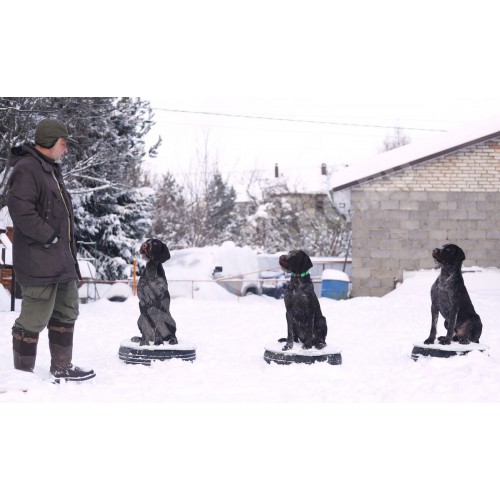 Дрессировка охотничьих собак Дрессировка охотничьих собак