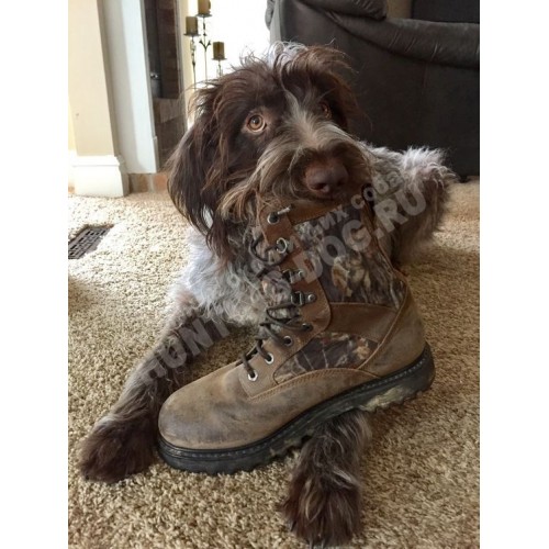 Коррекция поведения собаки Коррекция поведения собаки