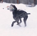 Обучение аппортировке в питомнике Hunting-dog