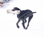 Обучение аппортировке в питомнике Hunting-dog