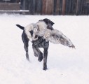Обучение аппортировке в питомнике Hunting-dog