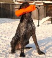 Обучение аппортировке в питомнике Hunting-dog
