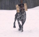 Обучение аппортировке в питомнике Hunting-dog