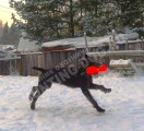 Обучение аппортировке в питомнике Hunting-dog