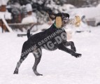Обучение аппортировке в питомнике Hunting-dog