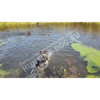 Натаска по утке Натаска по утке