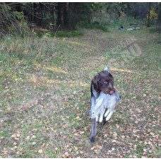 Обучение поиску по следу Обучение поиску по следу