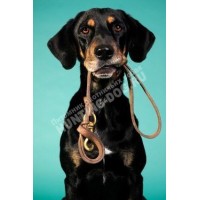 ОКД для собак ОКД для собак