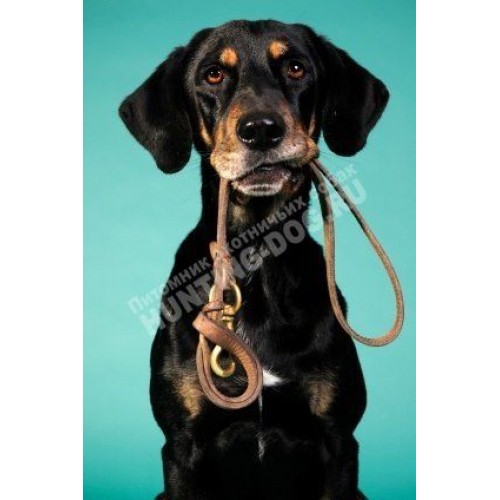 ОКД для собак ОКД для собак