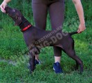 Услуги хендлеров в питомнике дратхааров и курцхааров Hunting-dog