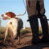 Натаска легавых собак