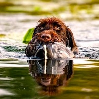 Натаска дратхаара